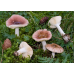 Мицелий Сыроежки невзрачной (Russula nauseosa)